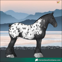 Horse Color:Black Blanket