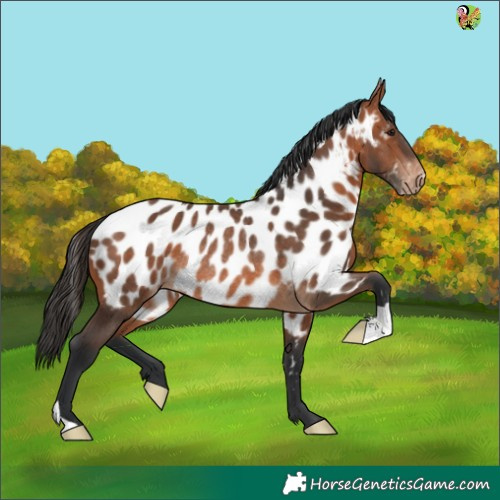 Horse Color:Bay Appaloosa Rabicano 