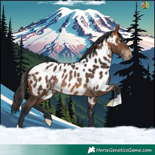 Horse Color:Bay Appaloosa Rabicano 
