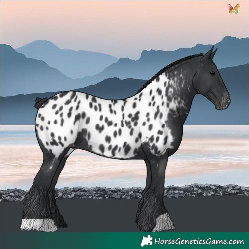 Horse Color:Black Near Leopard Rabicano 