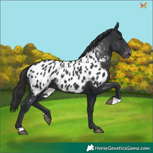 Horse Color:Black Appaloosa Rabicano 