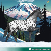 Horse Color:Black Appaloosa Rabicano 