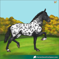 Horse Color:Black Appaloosa Rabicano 