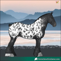 Horse Color:Black Near Leopard Rabicano 