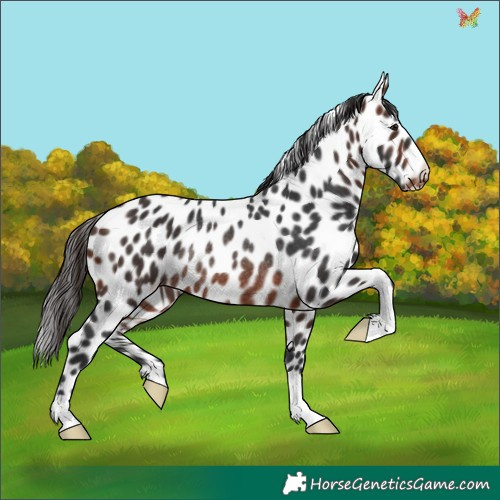 Horse Color:Brown Appaloosa Rabicano