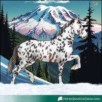 Horse Color:Brown Appaloosa Rabicano 