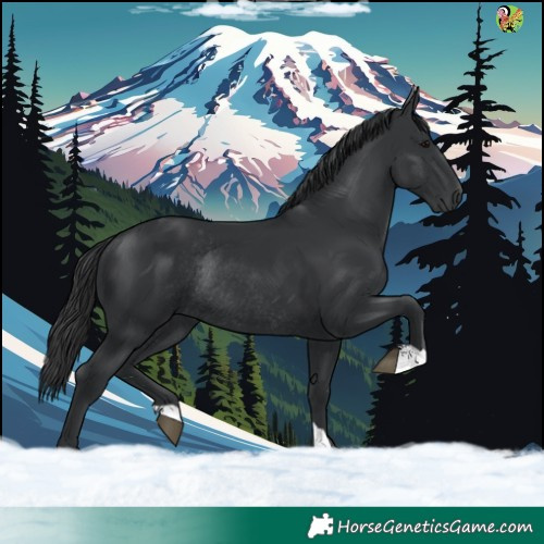 Horse Color:Black Rabicano 