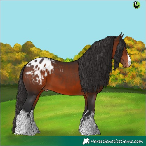 Horse Color:White Spotted Brown Appaloosa 
