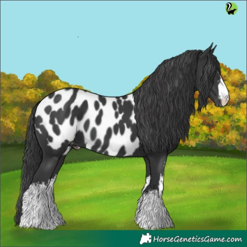 Horse Color:White Spotted Black Appaloosa 