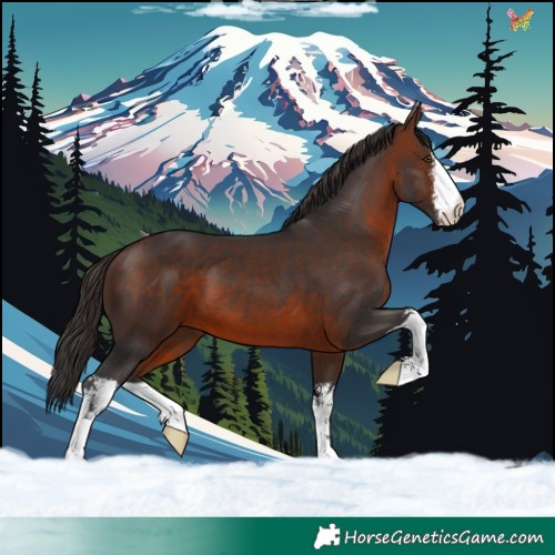 Horse Color:White Spotted Brown 