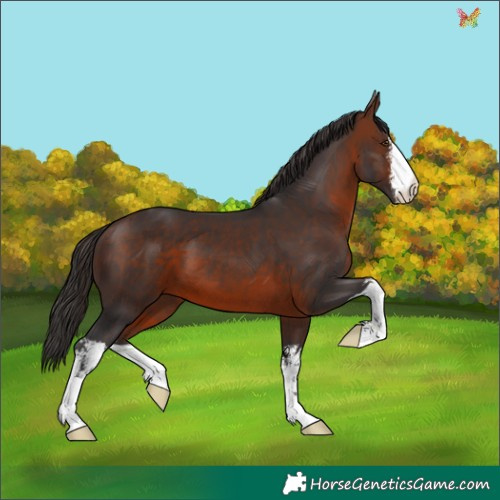 Horse Color:White Spotted Brown