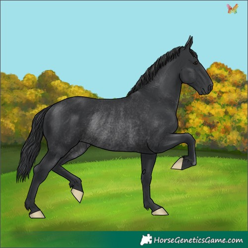 Horse Color:Black Rabicano 