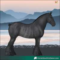 Horse Color:Black Rabicano 