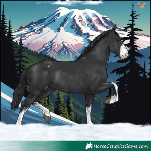 Horse Color:White Spotted Black Appaloosa Rabicano 