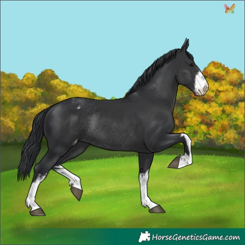 Horse Color:White Spotted Black Appaloosa Rabicano 