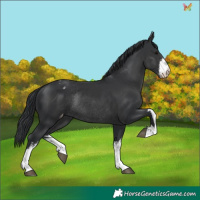 Horse Color:White Spotted Black Appaloosa Rabicano 
