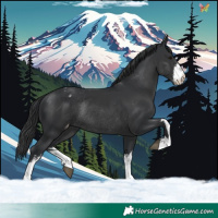 Horse Color:White Spotted Black Appaloosa Rabicano 