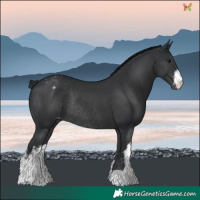 Horse Color:White Spotted Black Varnish Rabicano