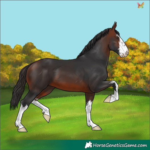 Horse Color:White Spotted Brown 