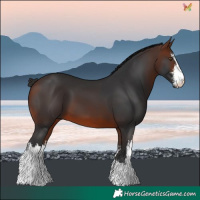 Horse Color:White Spotted Brown 