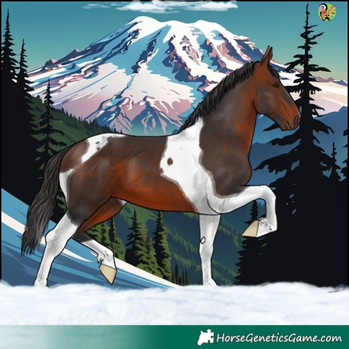 Horse Color:Bay Tobiano 