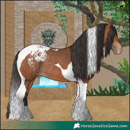 Horse Color:Bay Tobiano Appaloosa Rabicano 