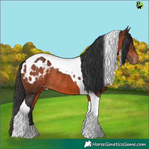 Horse Color:Brown Tobiano Appaloosa Rabicano 