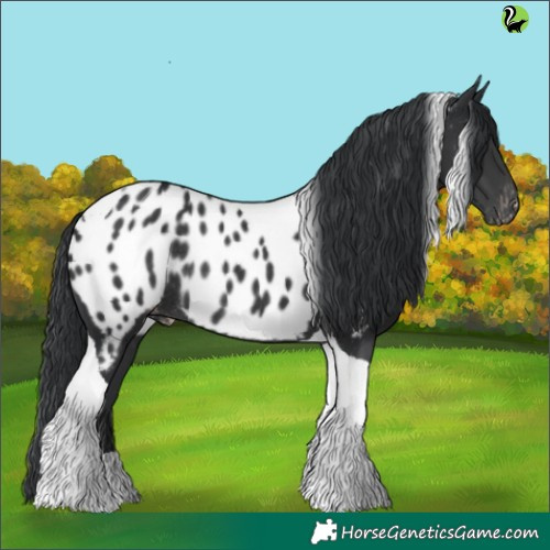 Horse Color:Black Tobiano Appaloosa Rabicano 
