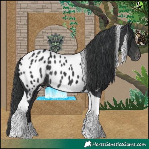 Horse Color:Black Tobiano Near Leopard Rabicano 