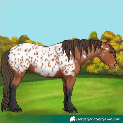 Horse Color:Bay Appaloosa 