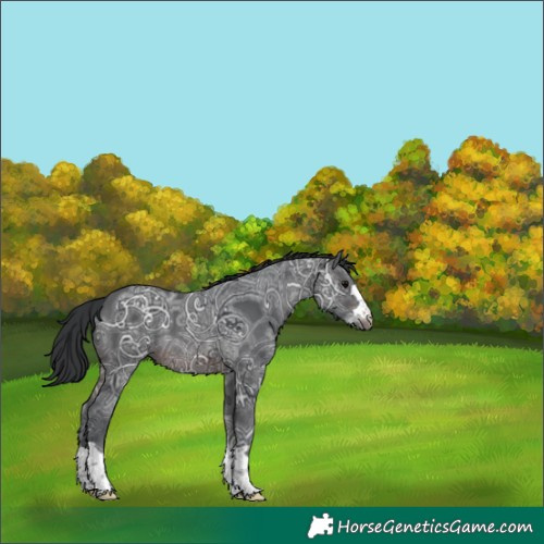 Horse Color:Unknown