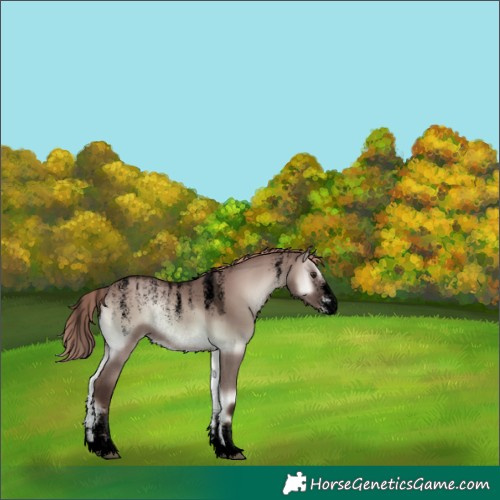 Horse Color:Unknown 