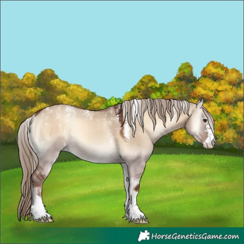 Horse Color:Unknown