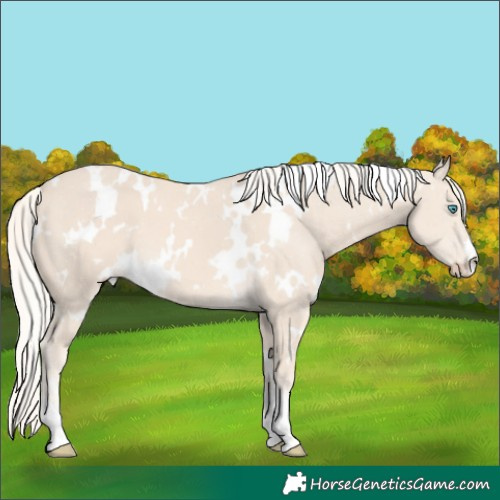 Horse Color:White Spotted Cremello 