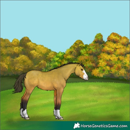 Horse Color:Unknown 