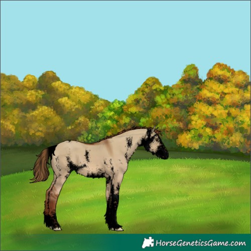 Horse Color:Unknown 