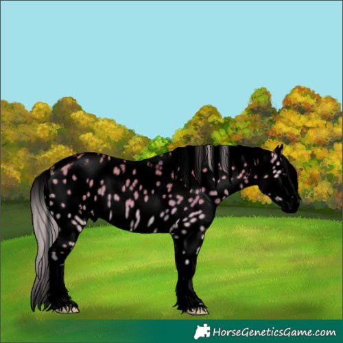 Horse Color:Powder White Void Silver Buckskin Onyx Splash Appaloosa Rabicano 