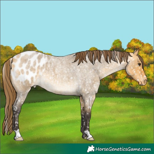 Horse Color:Buckskin Roan Dun Blanket