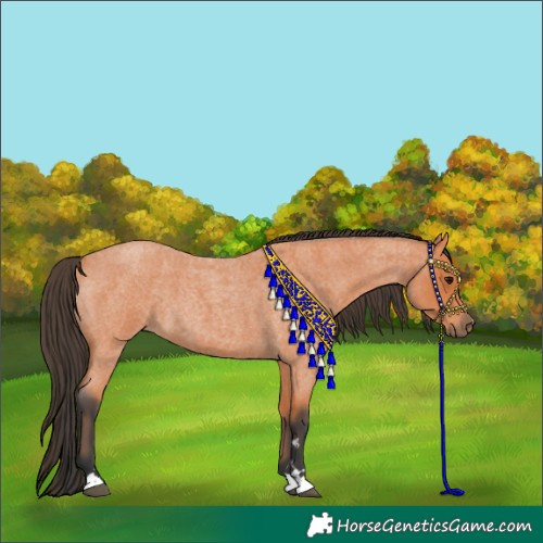Horse Color:Bay Roan
