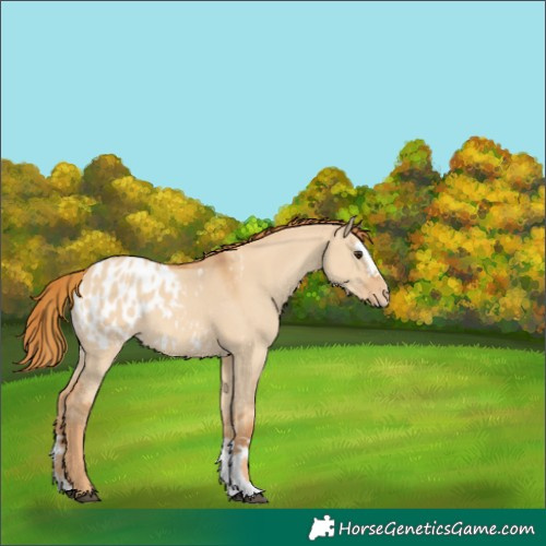 Horse Color:Red Dun Appaloosa  and Red Dun Appaloosa 