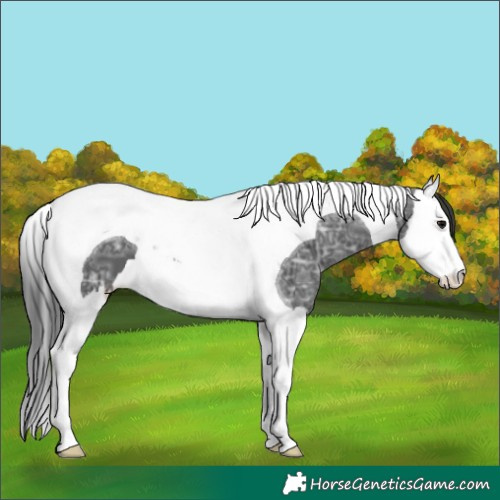 Horse Color:Black Ice Splash Tobiano 
