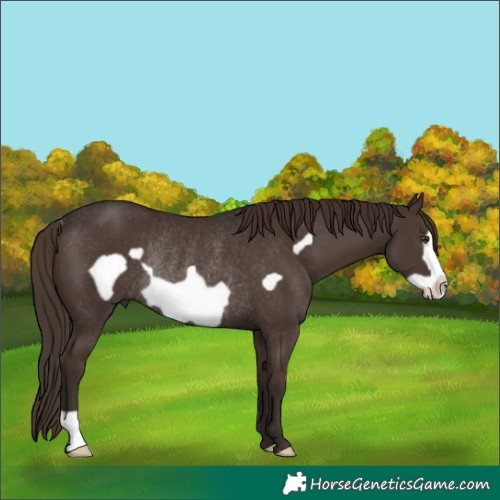 Horse Color:Liver Chestnut Frame Rabicano