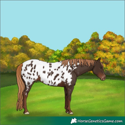 Horse Color:Liver Chestnut Appaloosa 