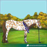 Horse Color:Buckskin Near Leopard 