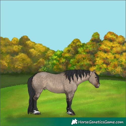 Horse Color:Brown Dun