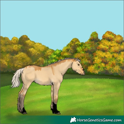 Horse Color:Void Silver Buckskin Dun Tobiano 