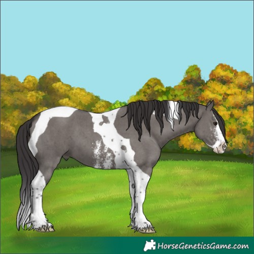 Horse Color:Unknown 