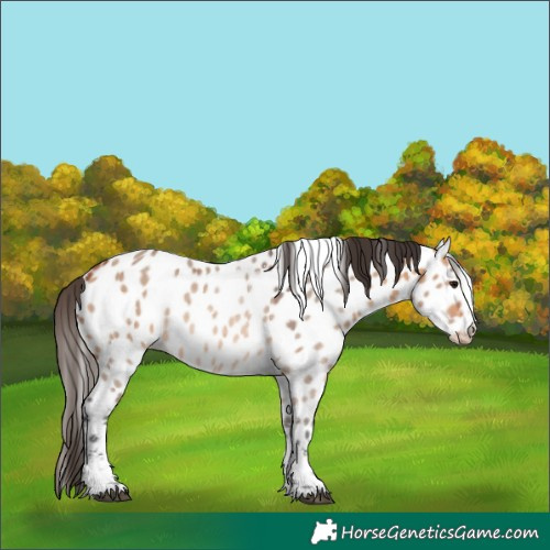 Horse Color:Bay Dun Sabino Tobiano Near Leopard 