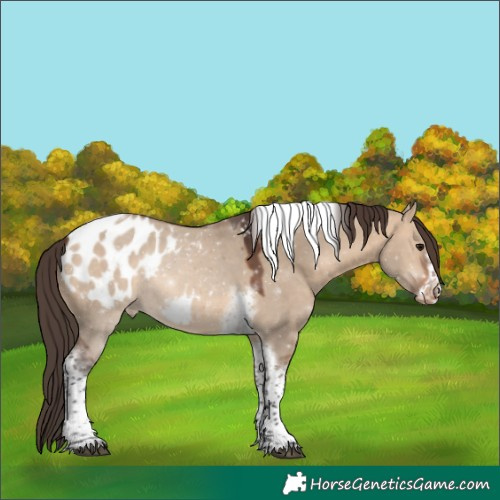 Horse Color:Bay Dun Tobiano Frame Blanket 