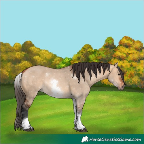 Horse Color:White Spotted Bay Dun Tobiano 